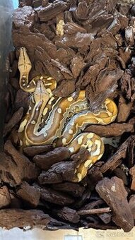 Krajta bornejská - mláďata - 1