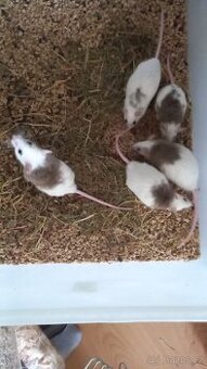 MYŠ & MASTOMYŠ