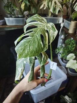Monstera alba č.1