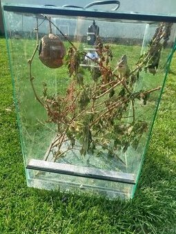 Terarium (chameleon)