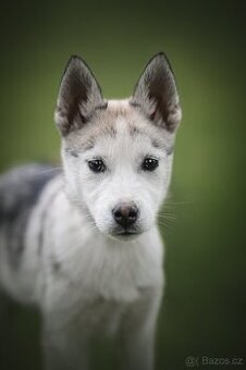 Sibírsky husky s PP