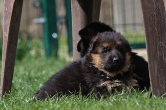 Stenatka nemeckeho ovcaka