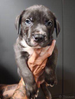 American Bully XL originální krev rodokmen ABKC USA