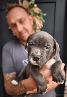 American Bully XL originální krev rodokmen ABKC USA