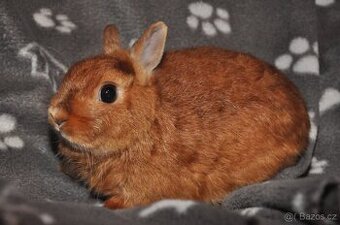 ZAKRSLÍ I VELCÍ KRÁLÍCI Dobříš