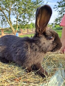 Vídeňský černý králík