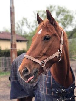Hledám nový domov pro Kobču