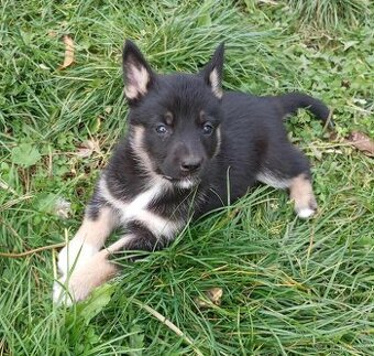 Dobrý den prodám štěně Rasa Vlčak je mu 6 tydnu