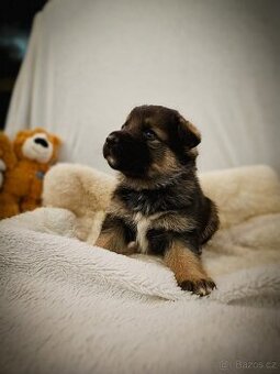 Štěňata kříženci