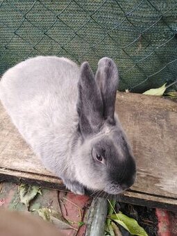 Prodám kuní velké modré