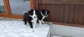 Štěňátka borderkolie