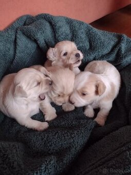 Havanský psík s PP