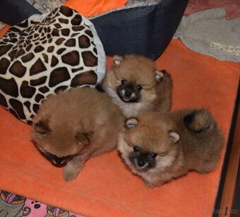 NĚMECKÝ ŠPIC MALÝ s PP