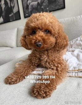 Toy Pudl pejsek Toy Poodle malé 500€