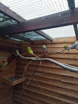 Andulka chovný pár