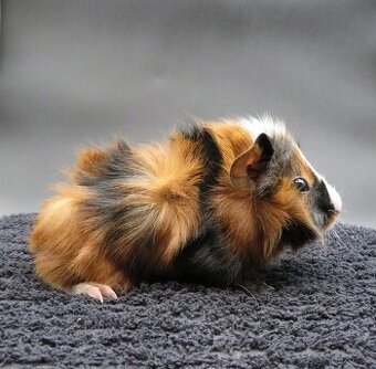 Morče, morčátko rozeta