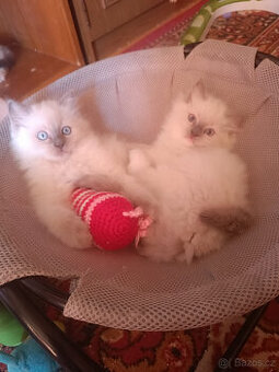 Nabízím k prodeji krásná koťátka plemene Ragdoll s PP