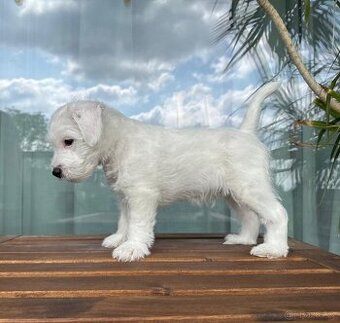Parson Russell Terrier s PP
