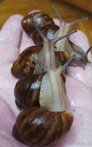 Africký šnek Archachatina ventricosa cream a light body