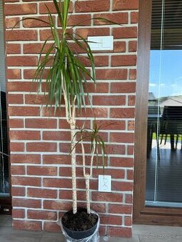 Dracena (pokojová rostlina)