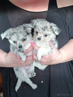 Čivava stříbrná blue merle modrá bílá i mini čivavičky