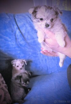 Čivava stříbrná blue merle modrá bílá i mini čivavičky