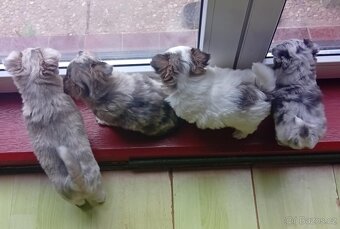 Čivava stříbrná blue merle modrá bílá i mini čivavičky