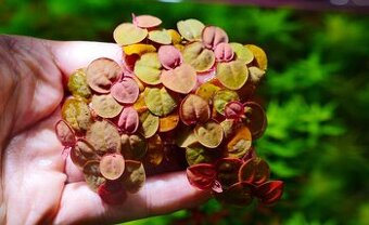 Akvarijni rostlinky - Phyllanthus Fluitans (plovouci) - 1
