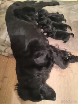 štěňátka Flat Coated Retriever