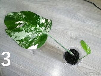 Monstera Deliciosa Albo variegata 2