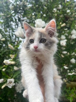 Mainská mývalí X Ragdoll