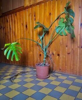 Monstera