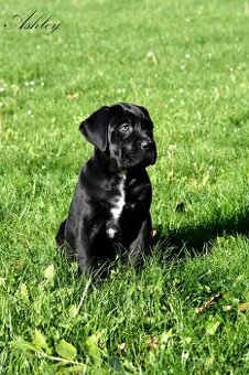 Cane Corso štěňátka s FCI PP