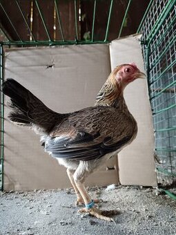 Zdrobnělá staroanglická bojovnice