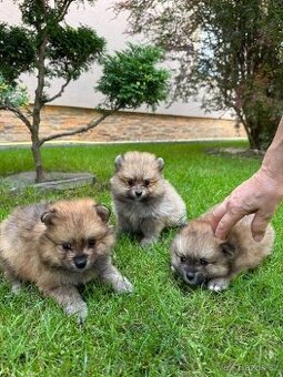 Pomeranian