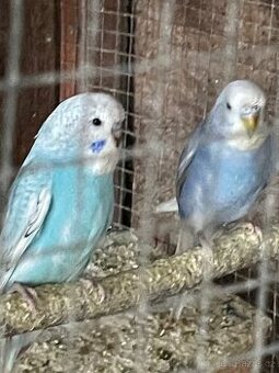 Andulka- Mláďata na ochočení