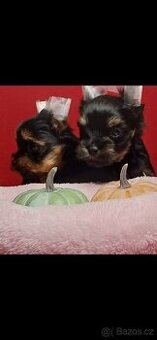 Jorkšírský Yorksirsky terier