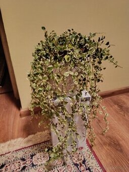 Ficus pumila - variegata (fíkus šplhavý)