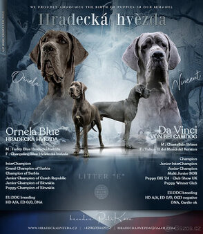 Německá doga modrá s PP - 1