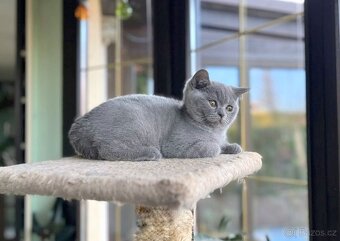 Britská modrá koťátka s PP