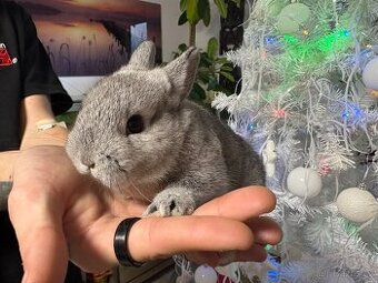 ♥️mini zakrslý králík 1x sameček 1x samička