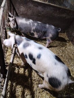 prodám prase na porážku