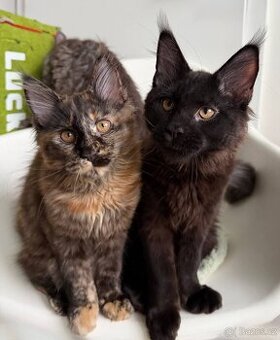 Mainská mývalí koťátka s PP