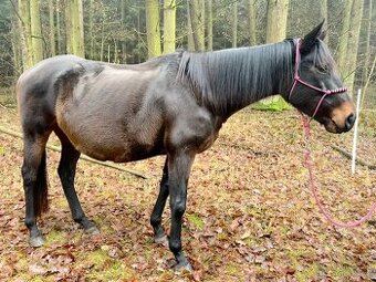 Prodám 4 letou klisnu