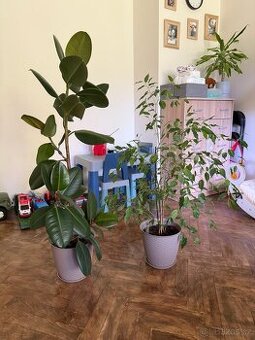 Prodám květiny Ficus exotica + robusta
