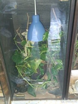 Chameleon - 1