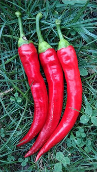 Sazenice paprika (sadba) – LZE POSLAT