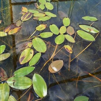Rdest vzplývavý – nenáročná rostlina s plovoucími listy