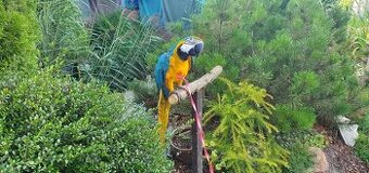 Ara Ararauna