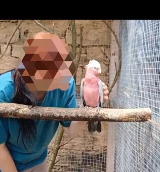 Kakadu Růžový